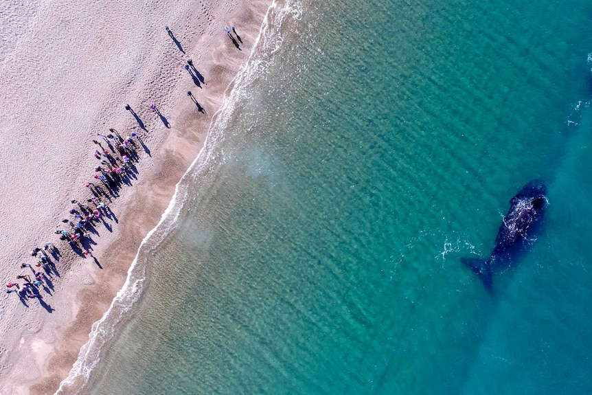 An aerial view of a black whale in the waters and many people watching it from the shore.