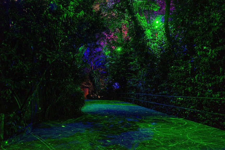 Multicoloured lights on rainforest path