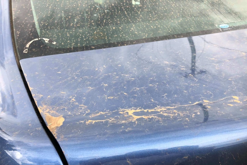 Dust covers a car