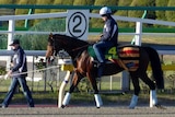Joshua Tree prepares for the Japan Cup