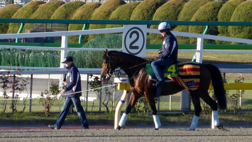 Joshua Tree prepares for the Japan Cup