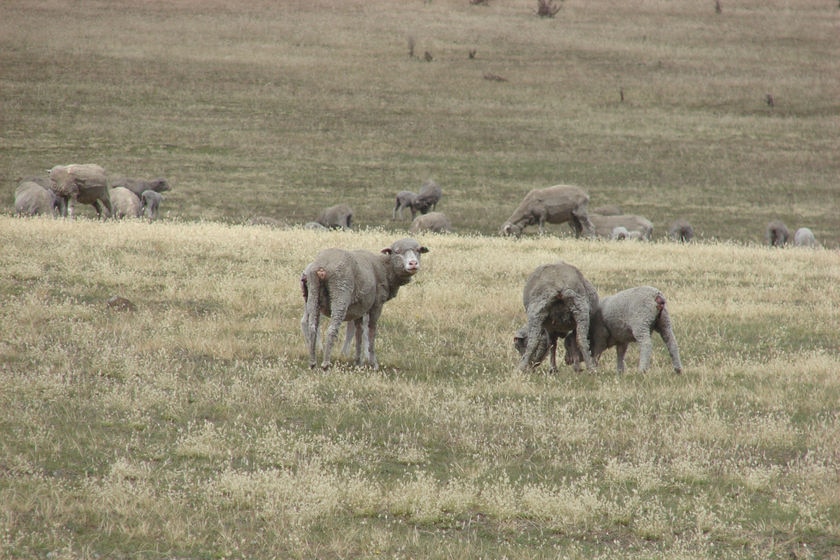 Sheep in drought affected Tasmania.