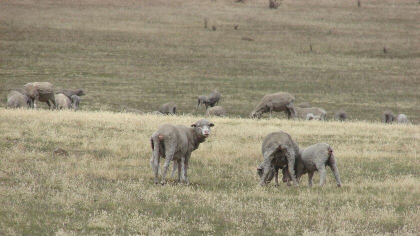 Sheep in drought area of Tasmania