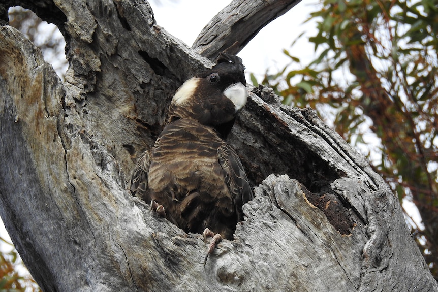 A cockatoo is pictured from below, poking its black feathered head with a white cheek patch from a hollow