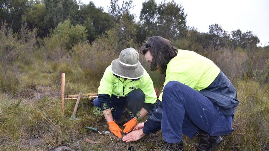 Two people squatting down planting the Banksia vincentia in the wild.