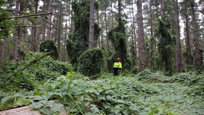 A man in yellow high visibility vest in the middle of a massive growth of a climbing vine.