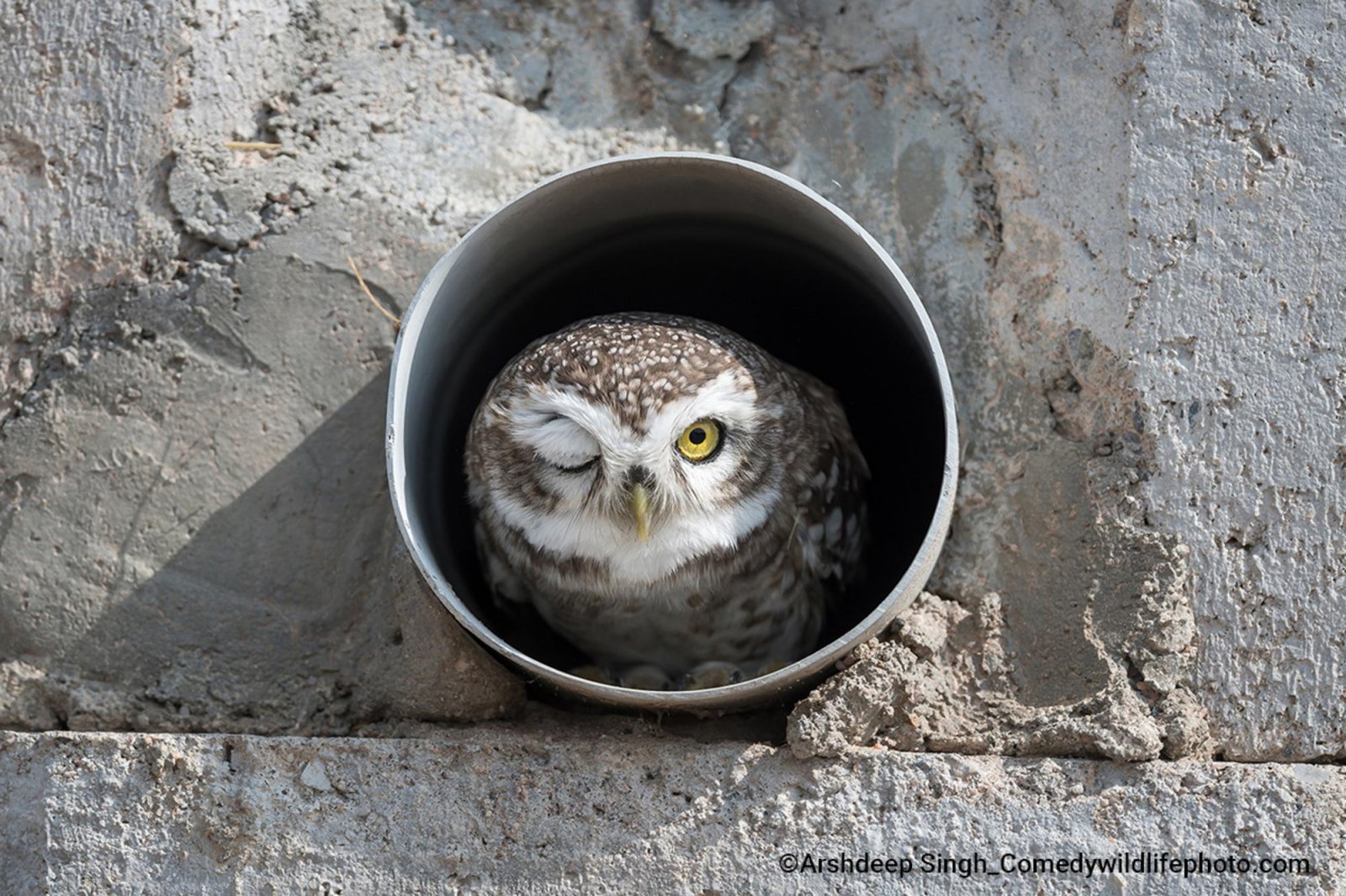 A grey owl sits with one yellow eye opened staring  at the camera from a drain pipe coming out from a concrete wall.