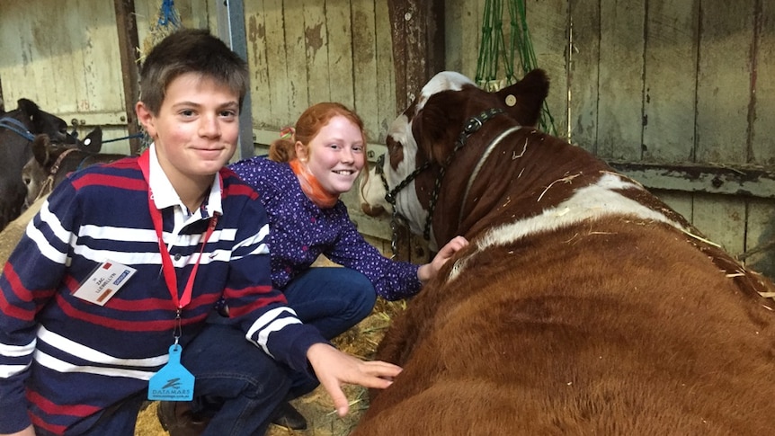 Children sitting with a heifer