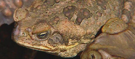 Busting toads in the Top End - ABC News