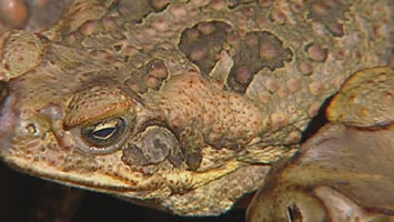 Ben Phillips says a campaign to stop cane toads marching across Australia is ineffective (file photo).