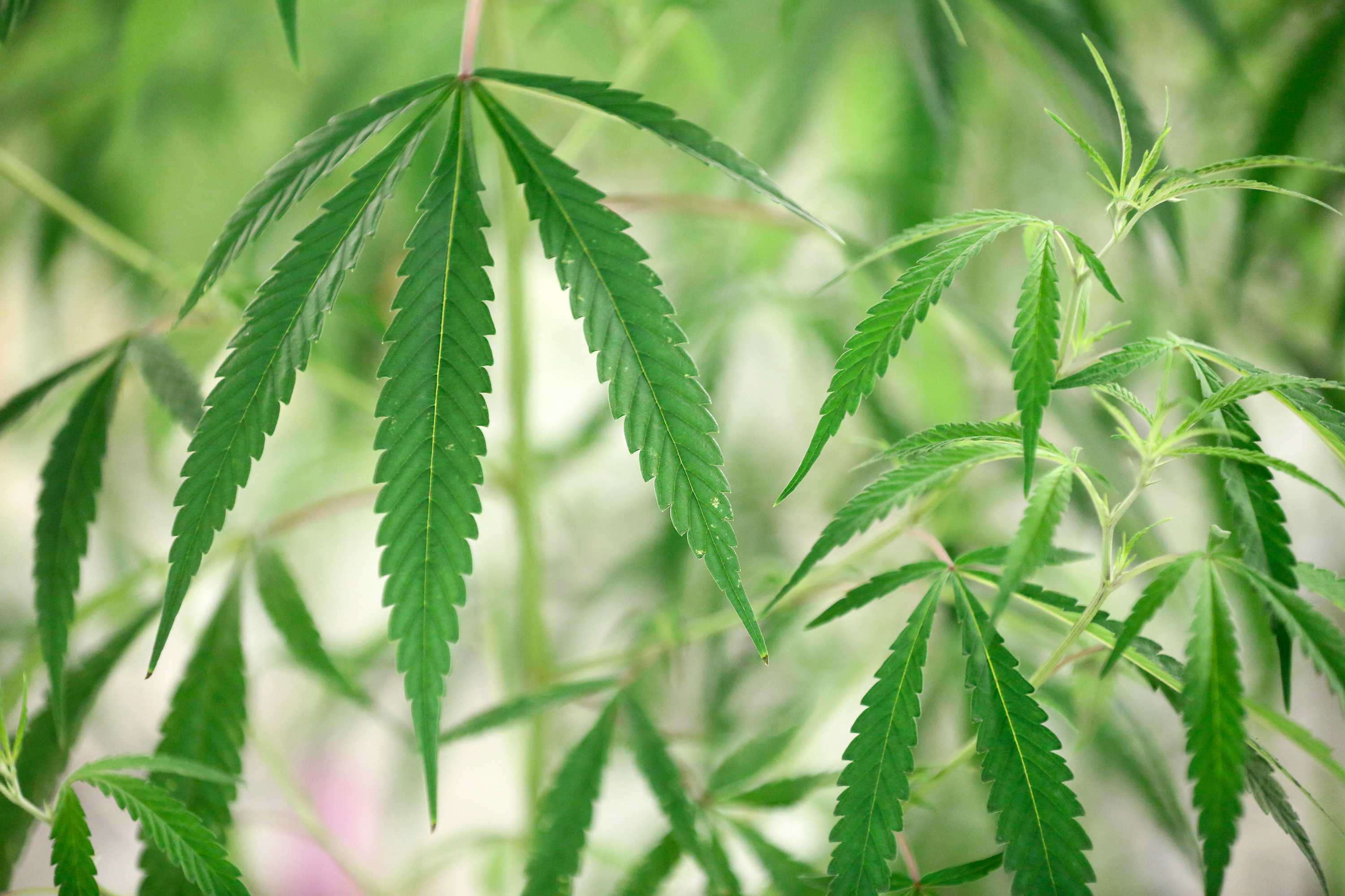 Veterans using weed to treat PTSD - triple j