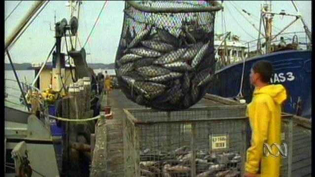 Fisherman stands beside hanging net full of fish on fishing trawler
