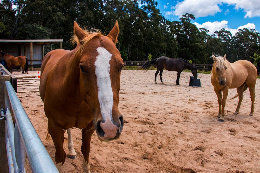 Horses on Dean Mighell's property near Trentham, Central Victoria.
