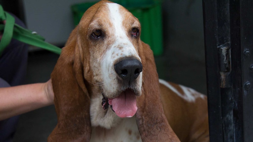 A basset hound at the Sydney RSPCA shelter