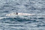 A white whale calf pokes it head above the water, displaying its mottled grey appearance.
