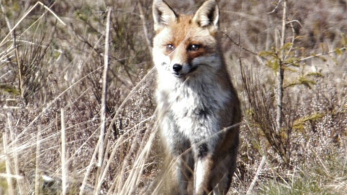 A red fox (vulpes vulpes) looks out from amongst grass