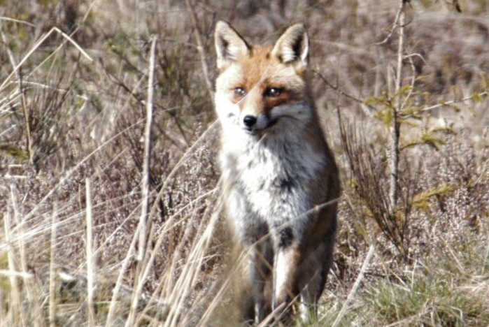 A red fox looks alert in grass and low scrub
