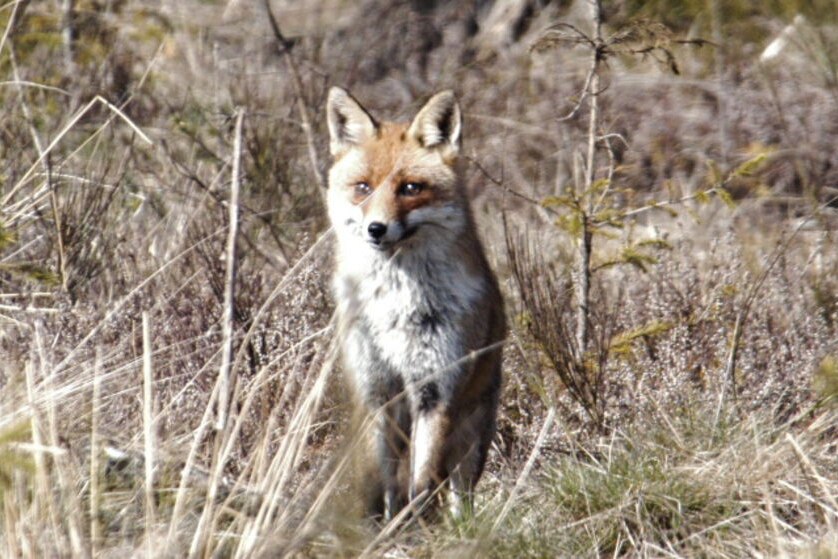 A red fox  looks out from amongst grass