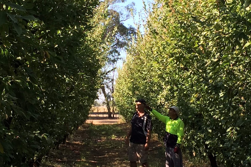 Worker Khuda dad Haidari and orchardist Peter Hall in a Goulburn Valley Orchard