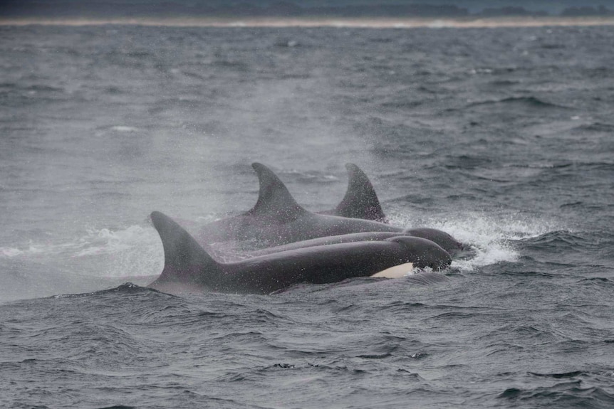 Killer whales travelling along the surface of the water with their black fins showing.