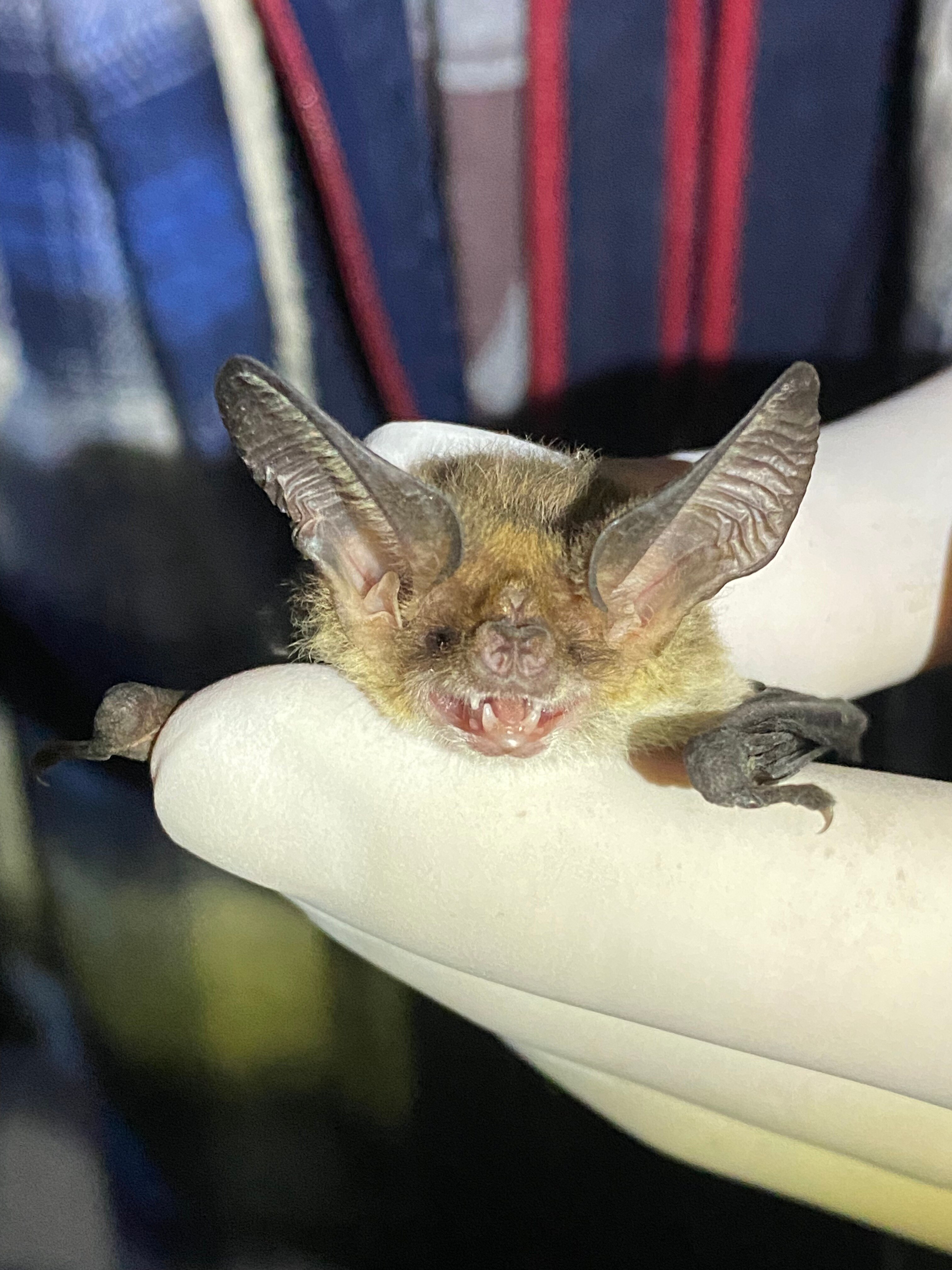 Close up of a small furry and brown bat, The bat is being held in the hand of a researcher