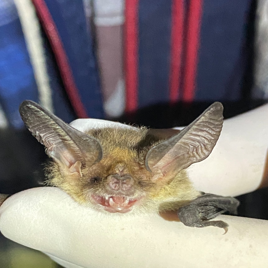 Close up of a small furry and brown bat, The bat is being held in the hand of a researcher