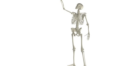 Skeleton