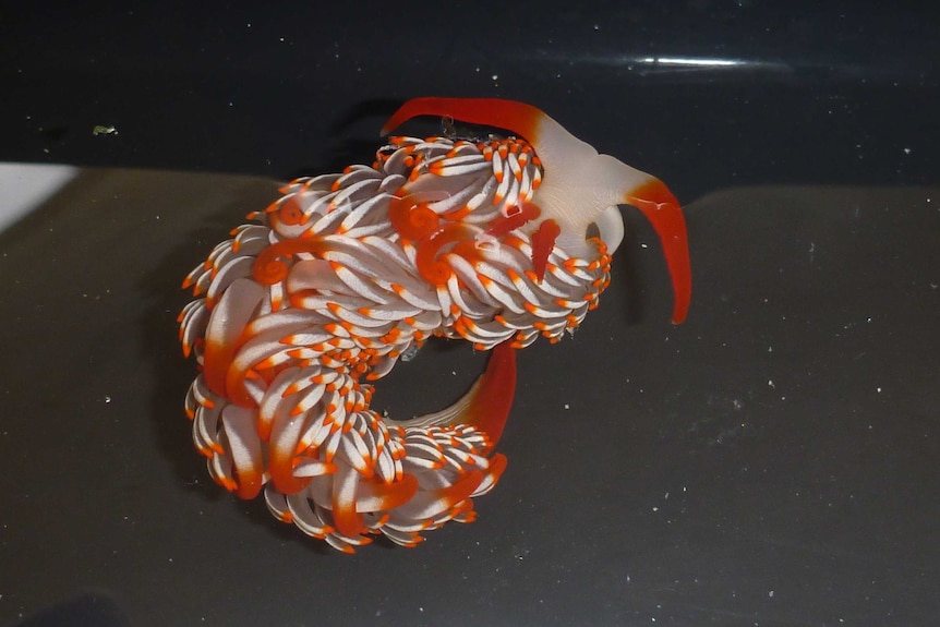 The nudibranch is covered in sausages called cerata.