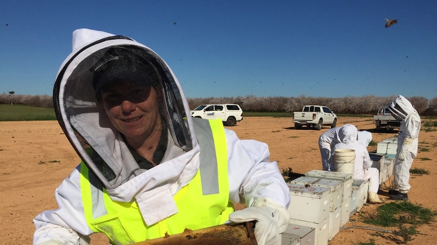 Biosecurity officers are inspecting bee hives at a Select Harvest almond orchard.