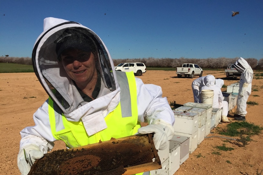 Bees on an almond orchard