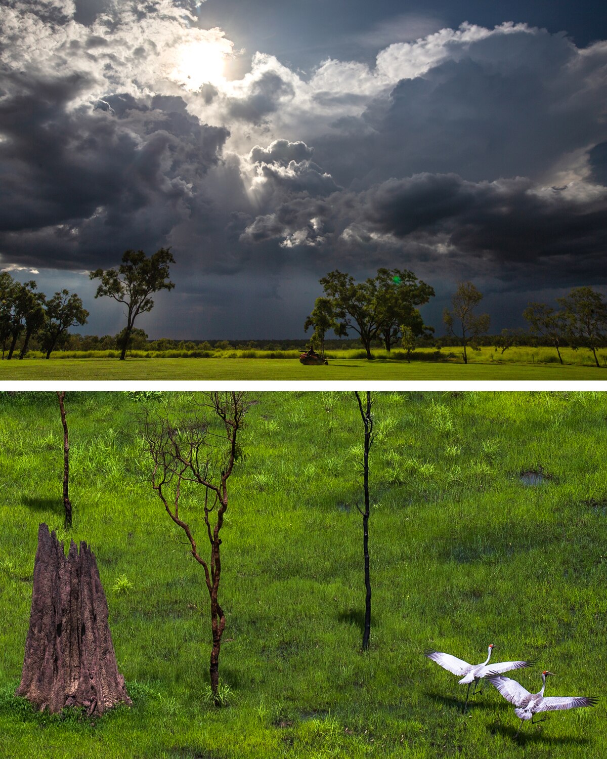 Dark clouds and green grass (top) and green grass and bird life (bottom)