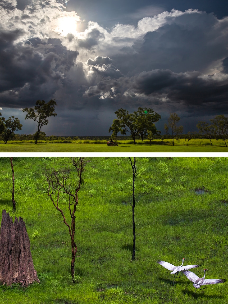 Dark clouds and green grass (top) and green grass and bird life (bottom)