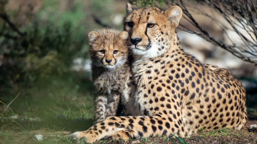 Cheetah cubs make public debut at Monarto Zoo in new Cheetah Experience -  ABC News