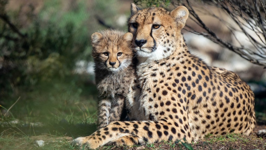 Another of cheetah Kesho's pups at Monarto Zoo on July 29, 2018