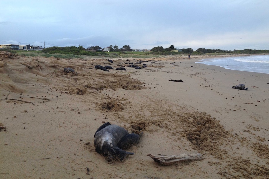 A small dead animal lies on a beach.