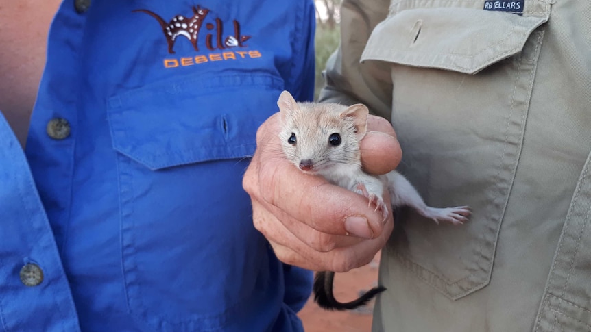 A small mouse-like mammal is held by a human hand.