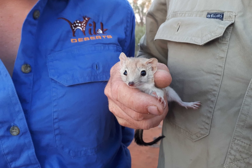 A small mouse-like mammal is held by a human hand.