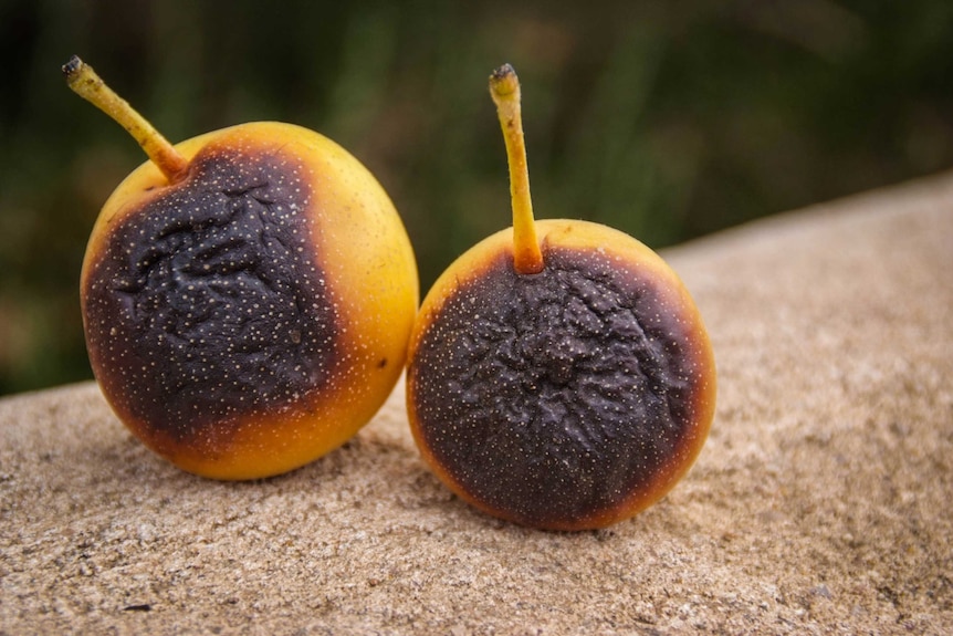 Burnt Nashi pears on a farm in Gawler after a heatwave.