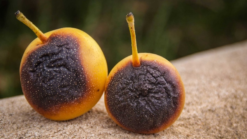 Burnt Nashi pears on a farm in Gawler after a heatwave.