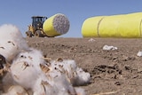 Cotton and tractor in field at Cubbie Station in far south-west Queensland