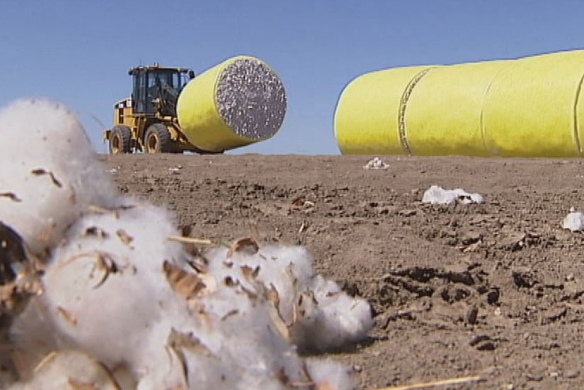 Cotton takes drought hit