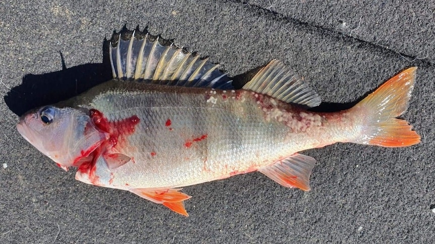 Picture of a redfin withy cuts and sores