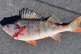 Picture of a redfin withy cuts and sores