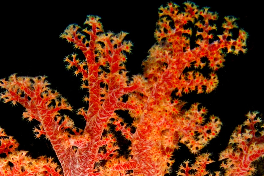 Scleronephthya, an octocoral, can be found in waters off the Queensland coastline.