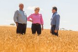 Three people, Clancy Michael, Sue Middleton and Brad Jones stand talking together in a wheat field