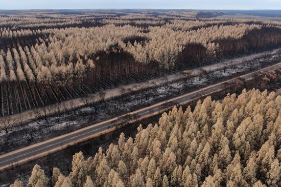 Forest destroyed by fire on Kangaroo Island.