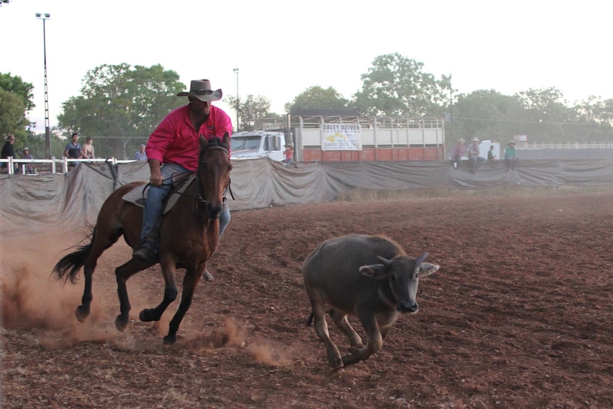 a  man on a horse chasing a young buffalo.