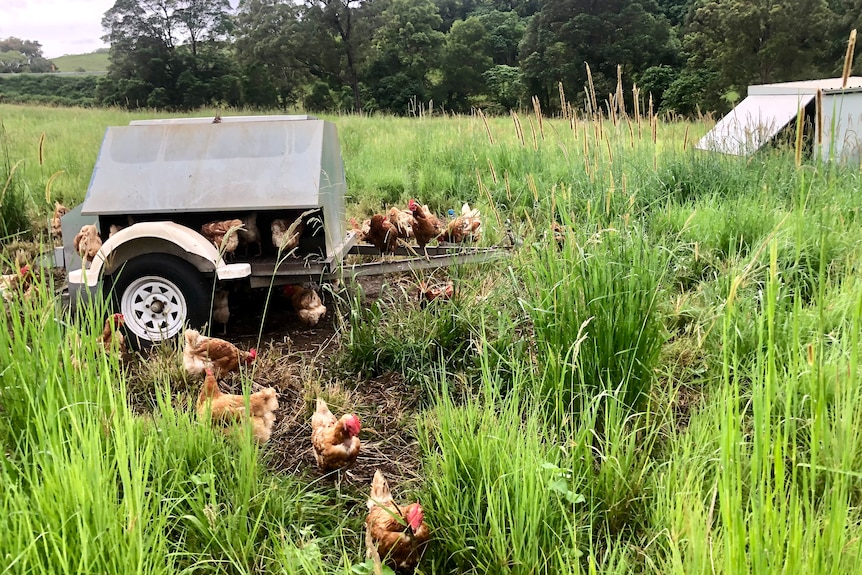 pasture, raised, chickens, eggs