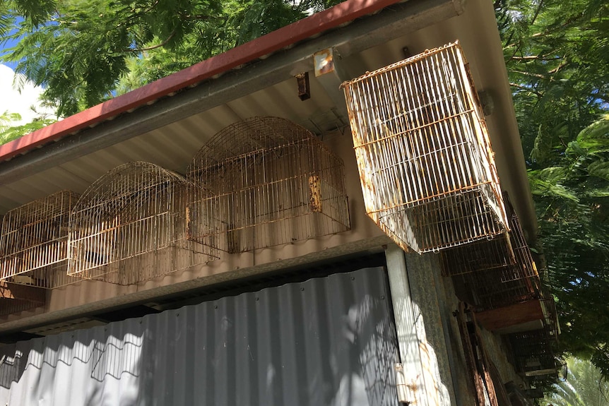 A row of old rusted budgie cages hang from the eaves of a tin shed