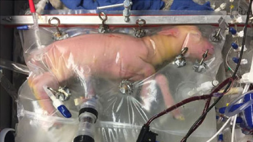 A foetal lamb lying on its side inside a plastic "biobag" with tubes poking into its stomach.